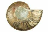 Cut & Polished Ammonite Fossil (Half) - Madagascar #308086-1